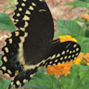 Meet your Posher, Blair